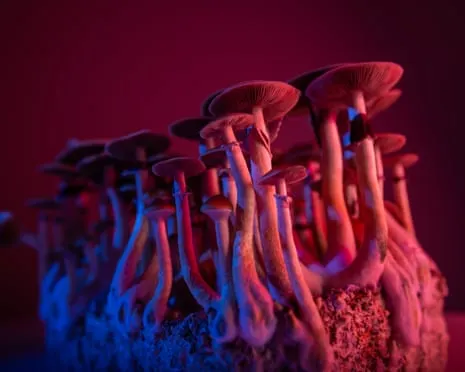 About Psychedelics by the Philosopher: An Intellectual Journey into Consciousness Expanders